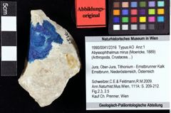 Foto (Objket + Etiketten) von Abyssophthalmus mirus (Moericke, 1889) 